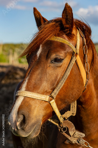 Portrait of a red horse at sunset. The Mare in the pasture. The bridle on the horse's head. © Piotr