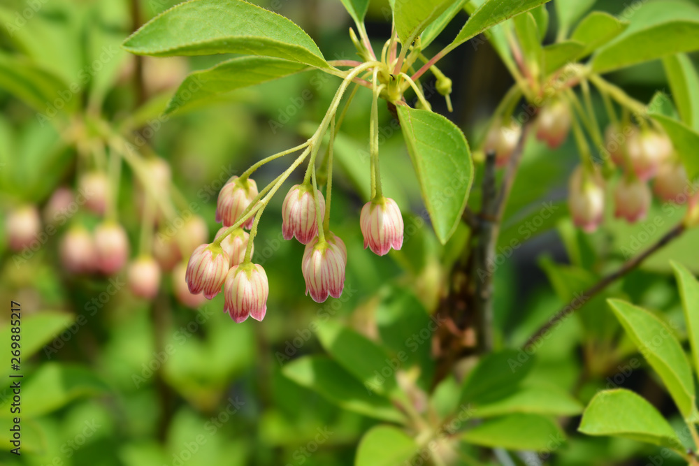 Red-vein enkianthus Red-vein enkianthus