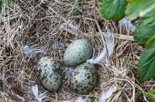 Sea gull eggs in a nest on an island in the White sea, Russia
