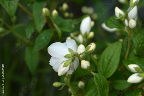 Mock Orange Snowbelle photo