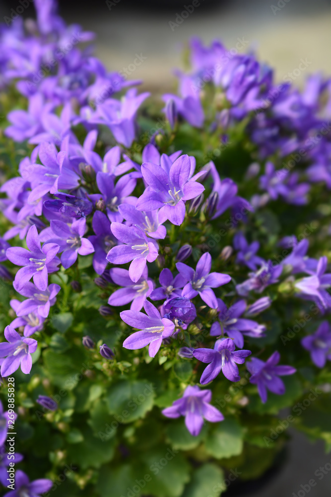 Dalmatian bellflower Dalmatian bellflower