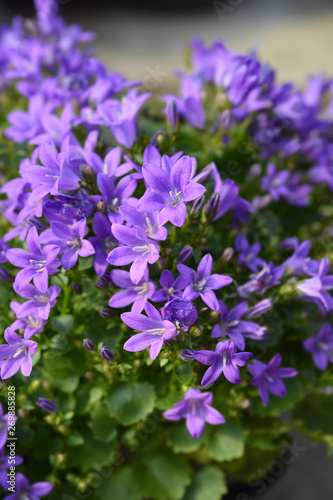 Dalmatian bellflower