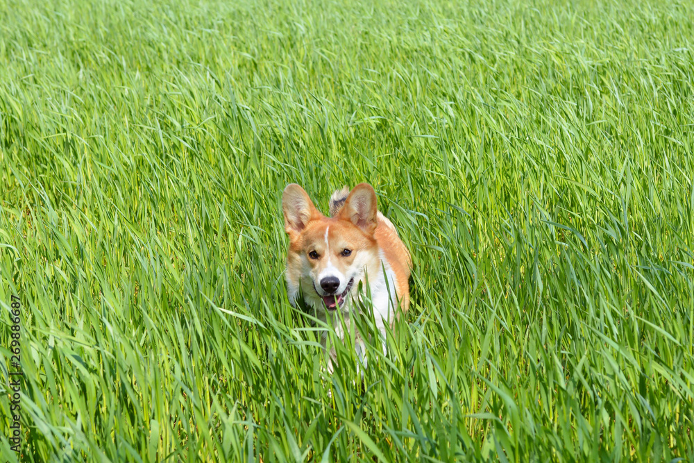 corgi na trawie corgi na trawie