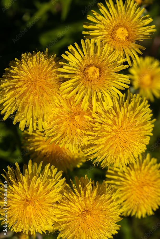 Fototapeta premium Yellow wild dandelions in a wild field, in the wonderful Sunny weather