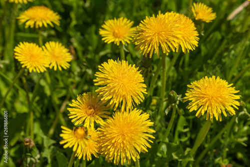 Yellow wild dandelions in a wild field, in the wonderful Sunny weather