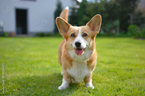 corgi na trawie