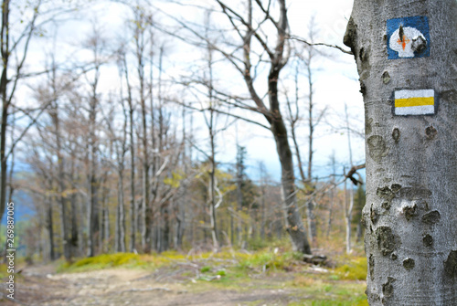 Fototapeta Naklejka Na Ścianę i Meble -  ścieżka w górach