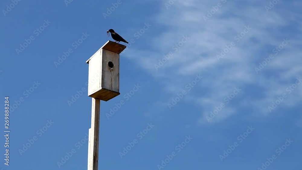 Wooden birdhouse on a blue sky background. The black starling feeds the chicks Wooden birdhouse on a blue sky background. The black starling feeds the chicks