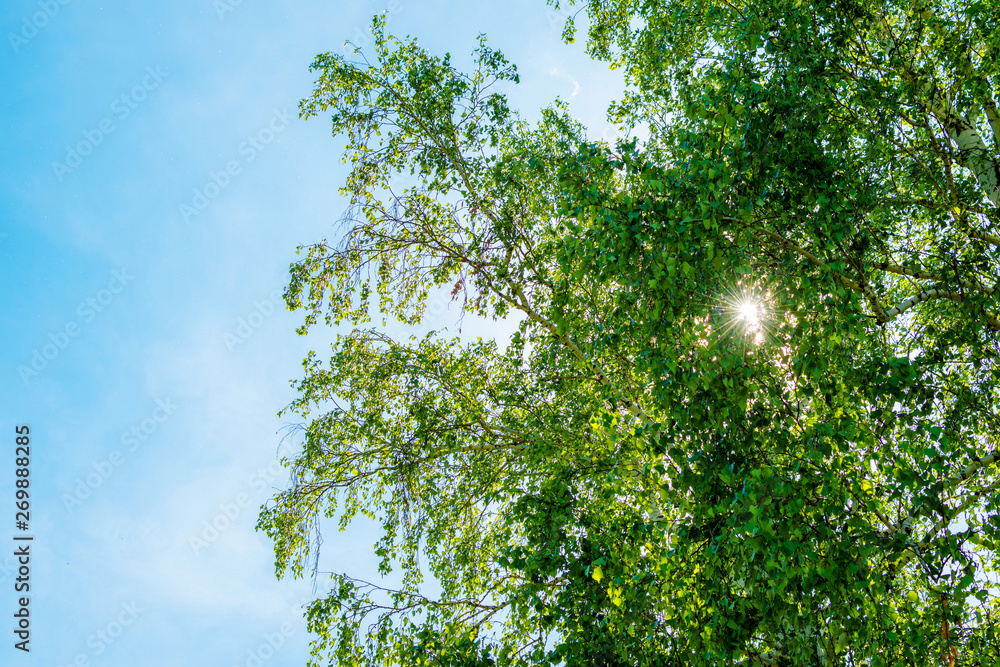 Fototapeta premium the sun's rays breaking through the leaves of the tree