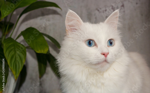 White Turkish Angora on white background