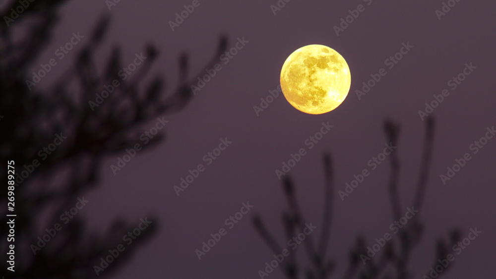 Fototapeta premium Lune