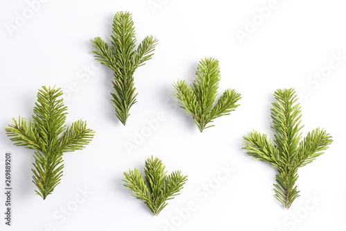 spruce branches pattern on a white background. vertical frame. flat lay, top view