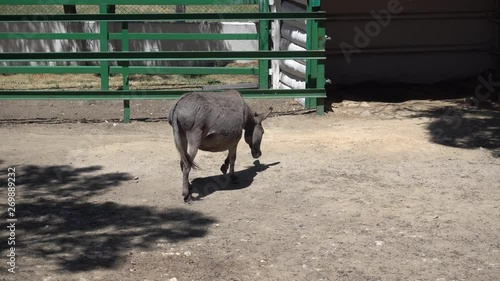 Kherson region, Ukraine - 3d of June 2018: 4K Tour to the Askania-Nova reserve - Heavily pregnant donkey walks away photo