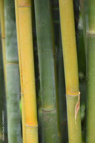 Vertical background of bamboo