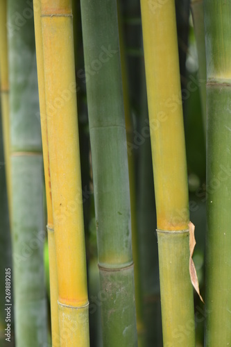 Vertical bamboo background