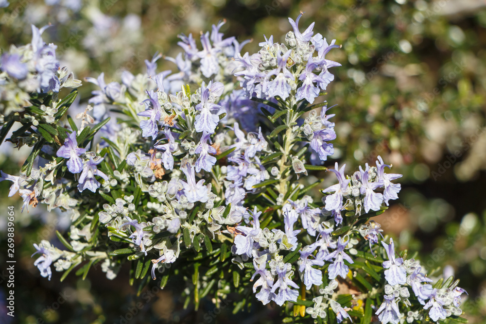 Rosemary plant with purple flowers in a garden during spring
