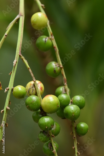 ripe cherries on a tree