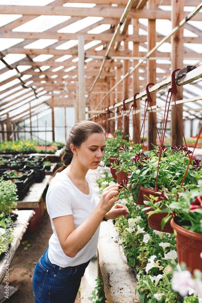 Female florist working inside greenhouse. Professional woman gardening in greenhouse Female florist working inside greenhouse. Professional woman gardening in greenhouse