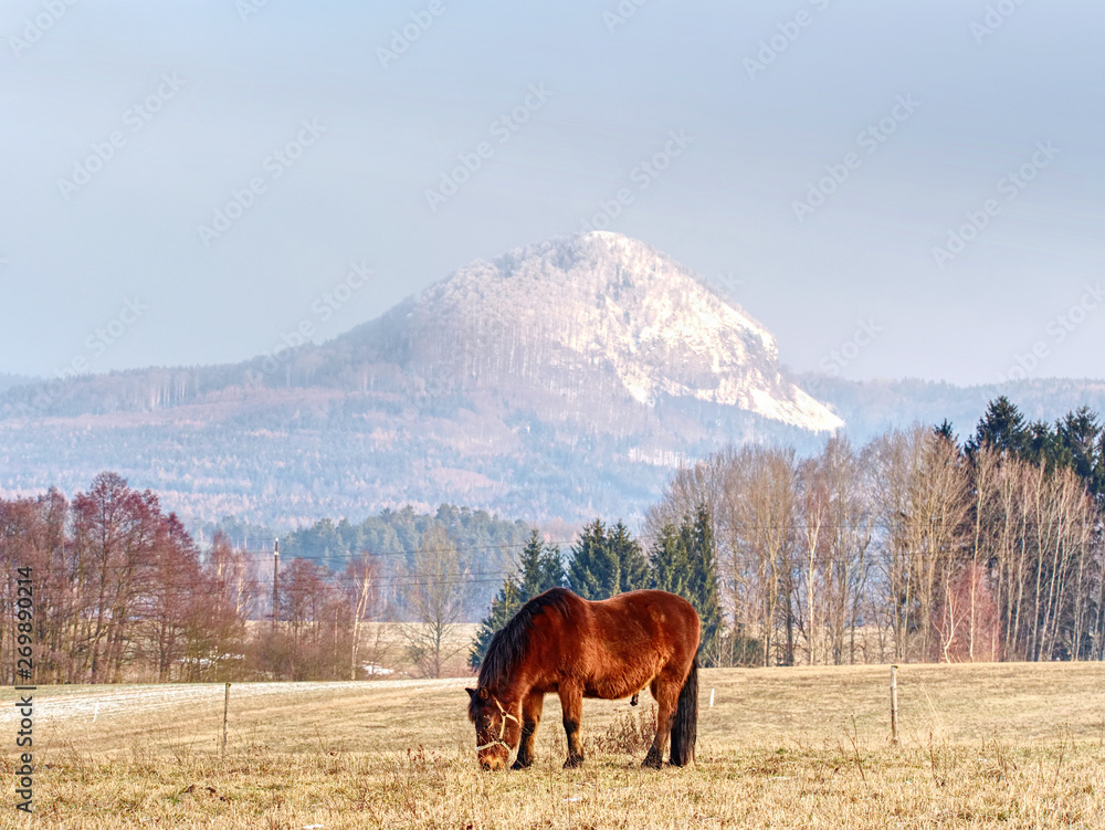 Fototapeta premium Horses grazing on pasture with rest of snow