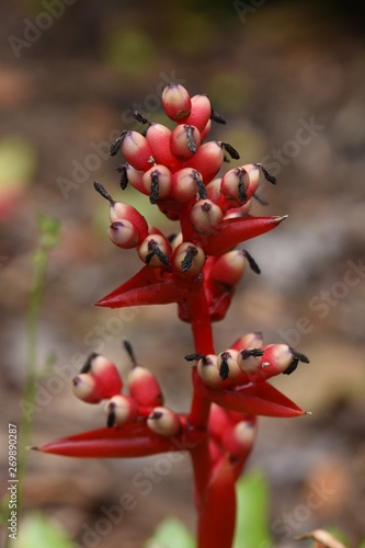 red berries of viburnum on a branch