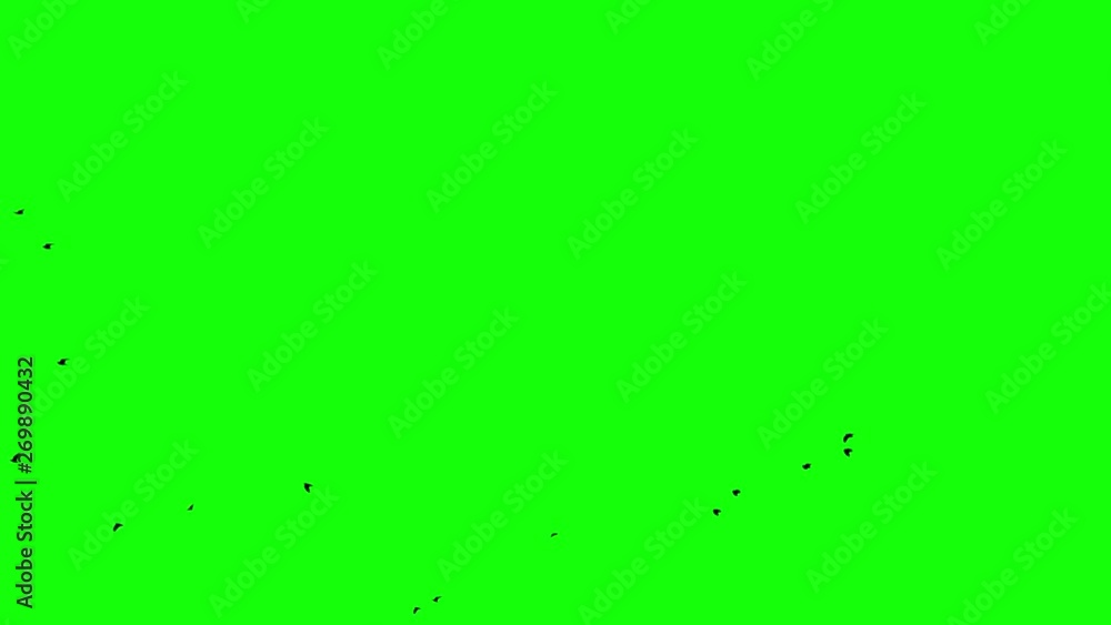 Flight of a black raven crow on a green background stin flow of the crowd Chromakey footge Clear in and out of Black birds appearing Flight of a black raven crow on a green background stin flow of the crowd Chromakey footge Clear in and out of Black birds appearing