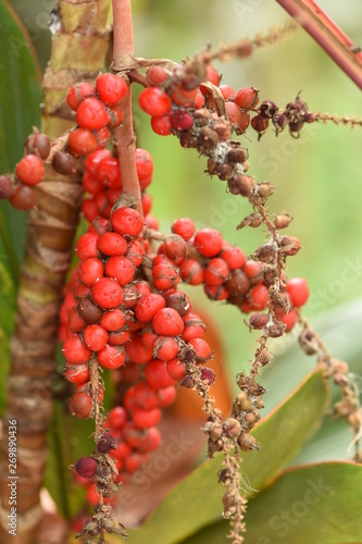 red berries on a branch
