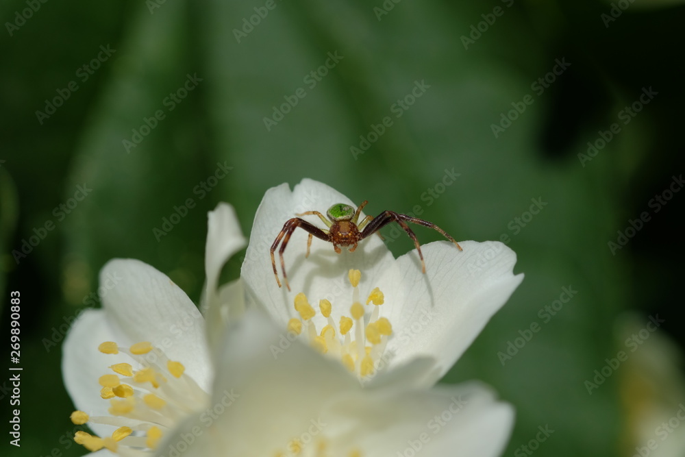 spider spider