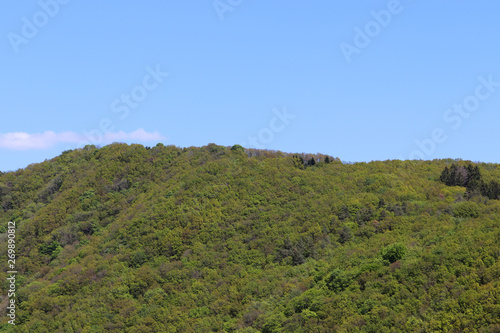 Vue de la forêt luxembourgeoise
