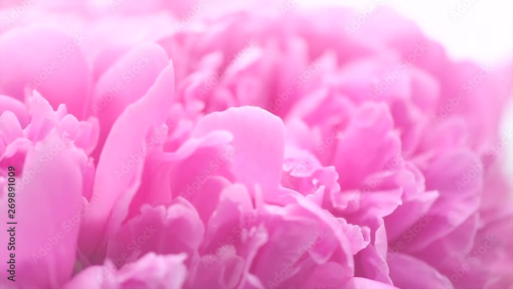 Beautiful pink peony bouquet background. Blooming peony or roses flowers spin around, close-up. 4K UHD video footage. 3840X2160 Beautiful pink peony bouquet background. Blooming peony or roses flowers spin around, close-up. 4K UHD video footage. 3840X2160