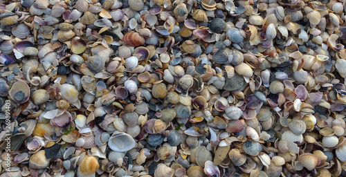 wide chaotic sea shell background © green_flame
