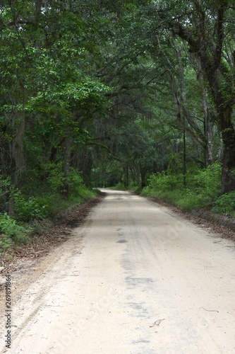 Fototapeta Naklejka Na Ścianę i Meble -  Dirt lane winding through a southern pine and oak forest.