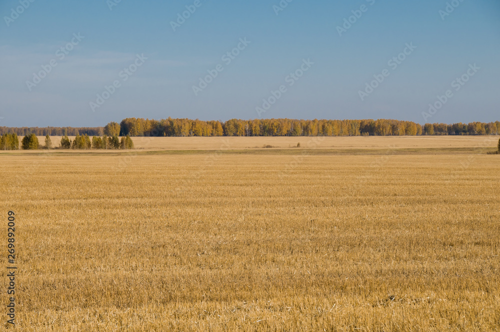 Oblique wheat field with bare-leafed sky and autumn forest.