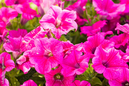 pink flowers in the garden © Fernando