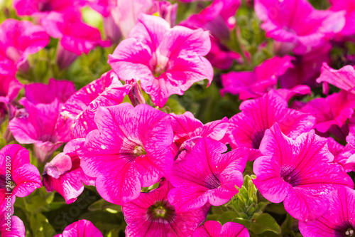 pink flowers in the garden