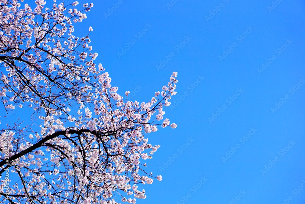 The branches of cherry blossoms, or sakura, against the clear blue sky on sunny day in Tokyo The branches of cherry blossoms, or sakura, against the clear blue sky on sunny day in Tokyo