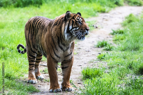 A Sumatran Tiger  which originally inhabits the Indonesian island of Sumatra. It was classified as critically endangered by IUCN in 2008.