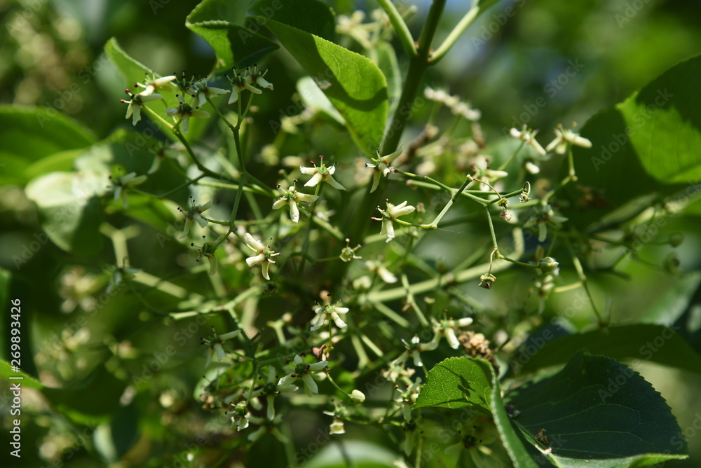 Spindle tree flowers (Euonymus hamiltonianus)