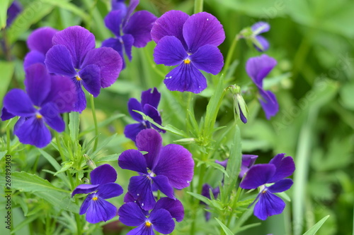 flower, nature, pansies, white, plant, spring, garden, green, flowers, summer, purple, pink, flora, blossom, wild, yellow, leaf, bloom, beauty, macro, violet, close-up, petal, floral, forest, beautifu