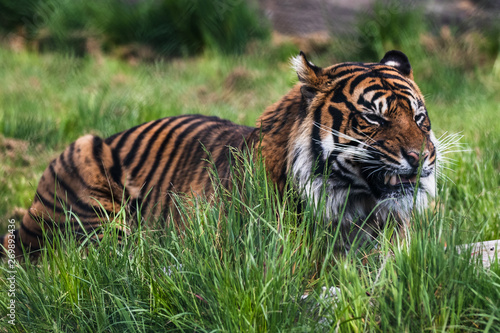 Close up of a Sumatran Tiger  which originally inhabits the Indonesian island of Sumatra. It was classified as critically endangered by IUCN in 2008.