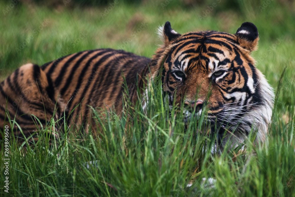 Obraz premium Close up of a Sumatran Tiger, which originally inhabits the Indonesian island of Sumatra. It was classified as critically endangered by IUCN in 2008.