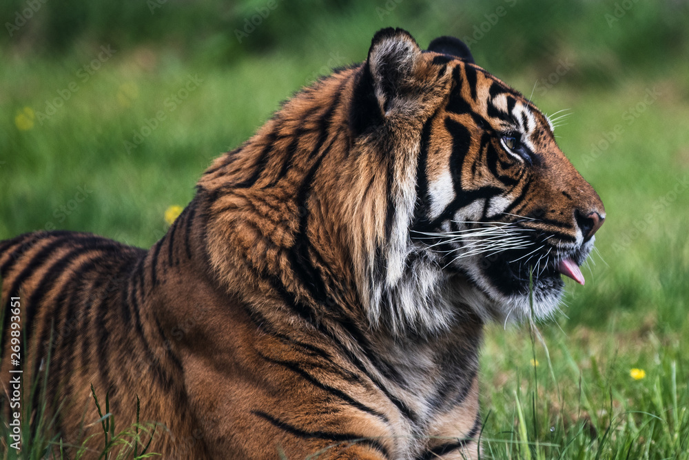 Obraz premium Close up of a Sumatran Tiger, which originally inhabits the Indonesian island of Sumatra. It was classified as critically endangered by IUCN in 2008.