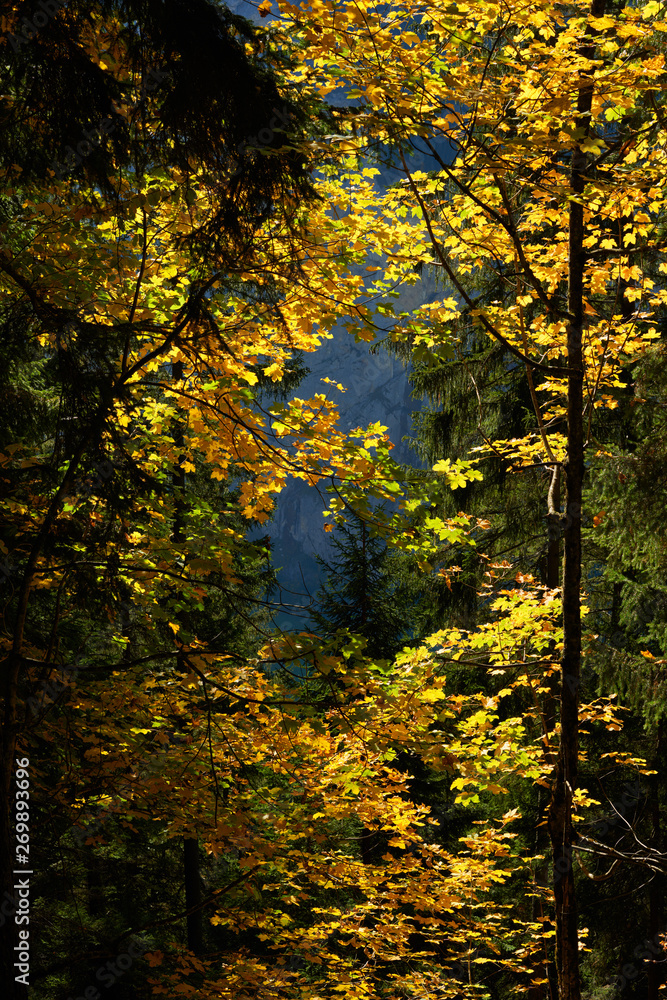 Yellow leaves on the autumn tree in the forest near swiss alpine village Wengen.