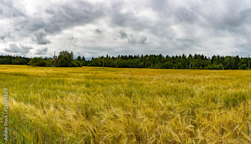 A field of ripened grain before the harvest.