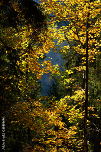 Yellow leaves on the autumn tree in the forest near swiss alpine village Wengen.