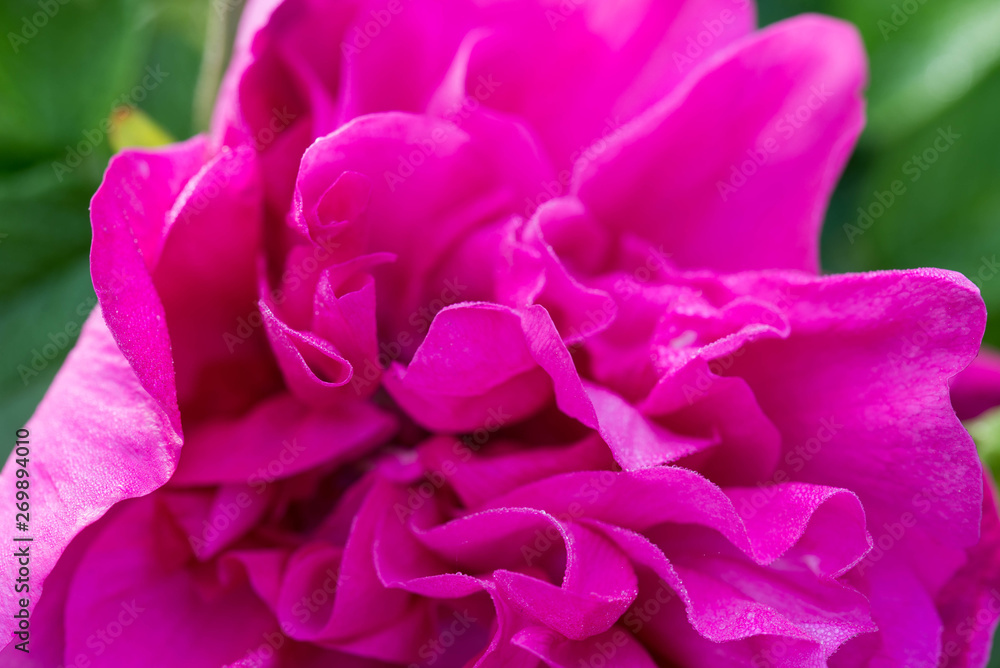 pink rose flowe with dew drops macro
