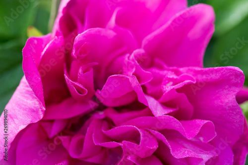 pink rose flowe with dew drops macro