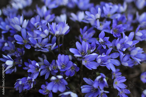 Foto Blue beautiful flowers anemone hepatica