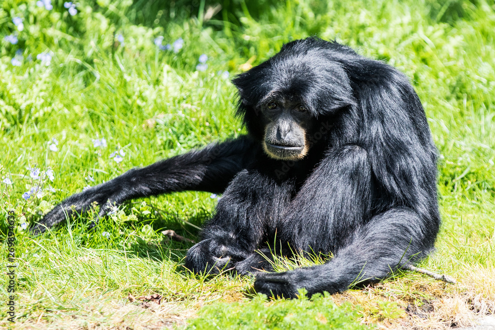 An agile Gibbon, one of the smaller apes of its kind, and one of the fastest and acrobatic climbers in the forest, is native to monsoon and evergreen rainforests in Indonesia, Malaysia and Thailand. An agile Gibbon, one of the smaller apes of its kind, and one of the fastest and acrobatic climbers in the forest, is native to monsoon and evergreen rainforests in Indonesia, Malaysia and Thailand.