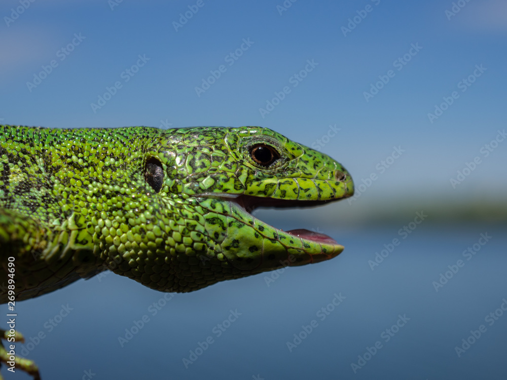 Fototapeta premium Зеленая ящерица на фоне неба.