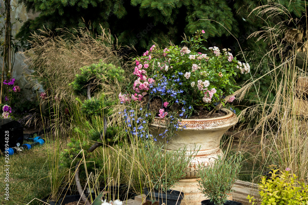 Roses, daisies, sage, wild field plants adorn the garden Roses, daisies, sage, wild field plants adorn the garden